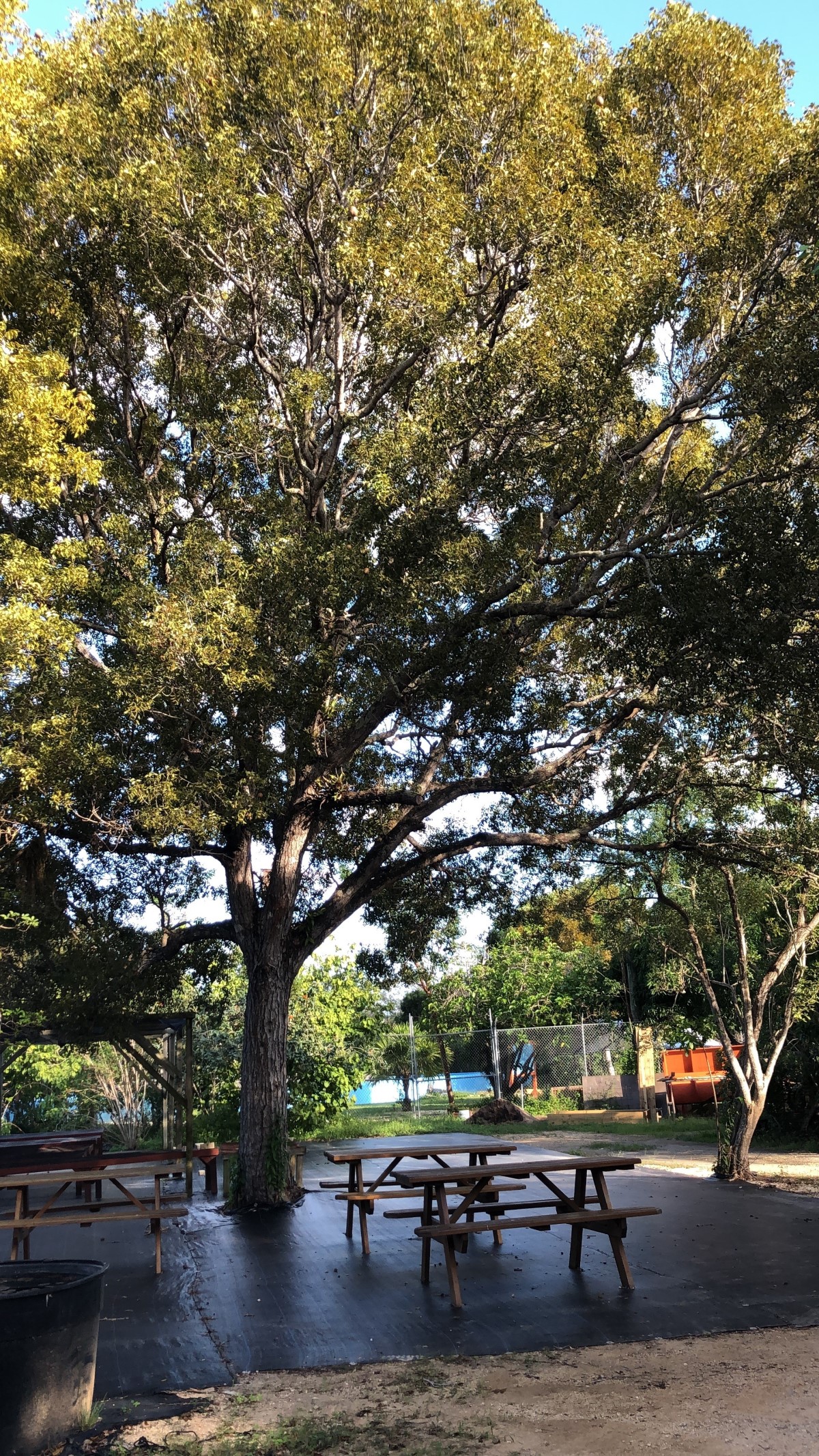 Image of A Mahogany tree as part of the National Tree Planting initiative led by the Caymans Islands Government under the ministry of sustainability climate resiliency and wellness also known as MSCRW.